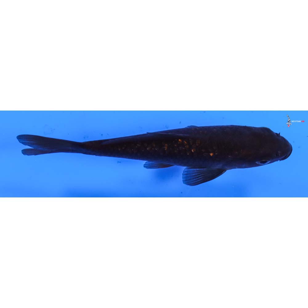 4.5” Imported Gin Rin Chagoi