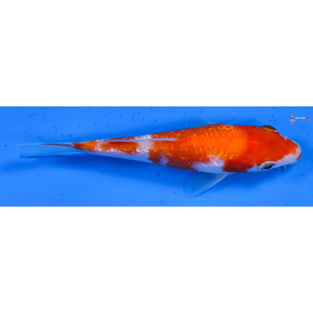 5” Imported Gin Rin Kohaku