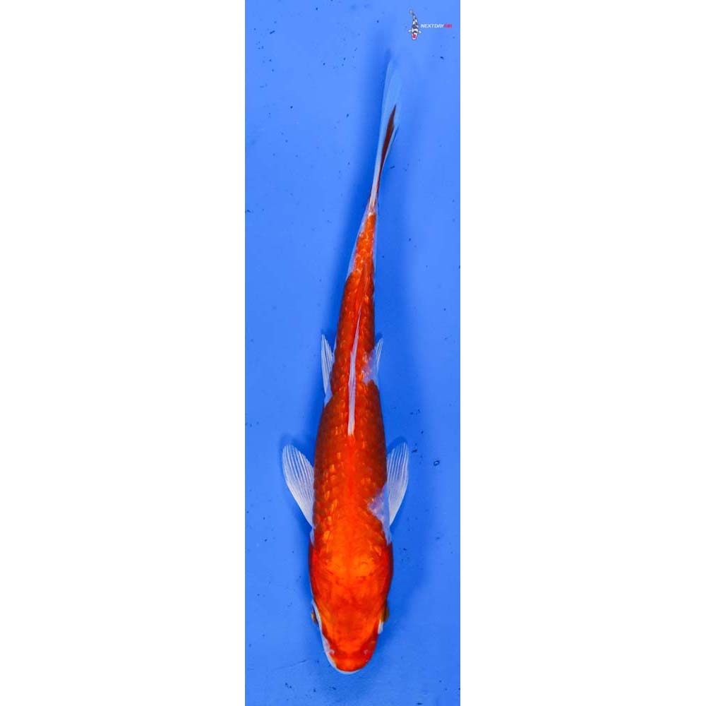 5” Imported Gin Rin Hariwake