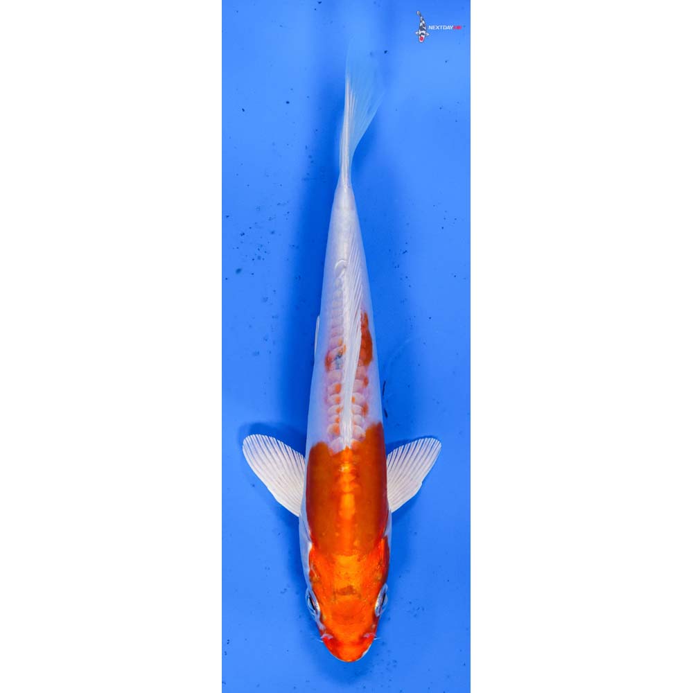 5.5” Imported Kikusui