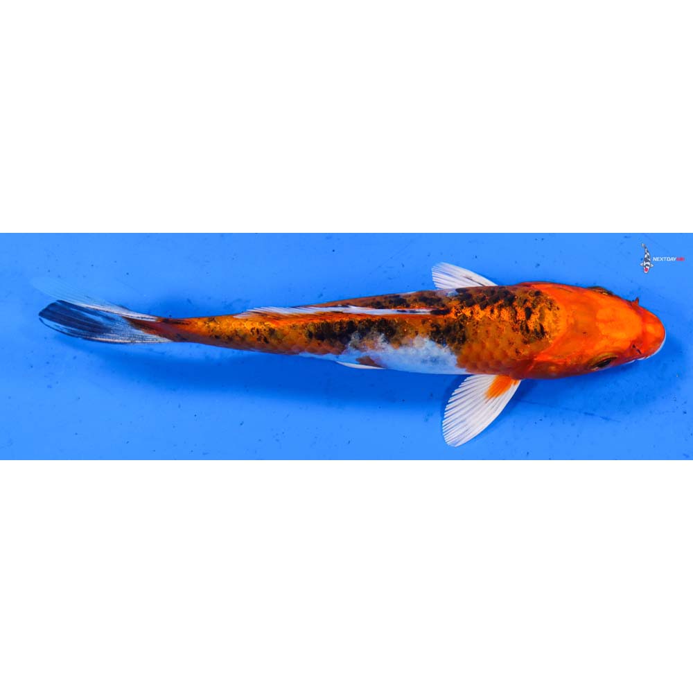 5.5” Imported Yamato Nishiki