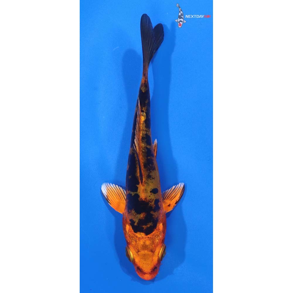 4” Imported Doitsu Kin Aka Bekko