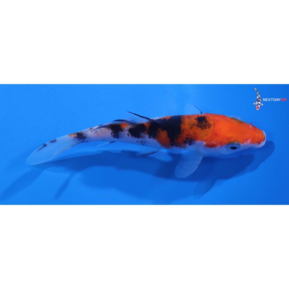 4” Imported Sanke