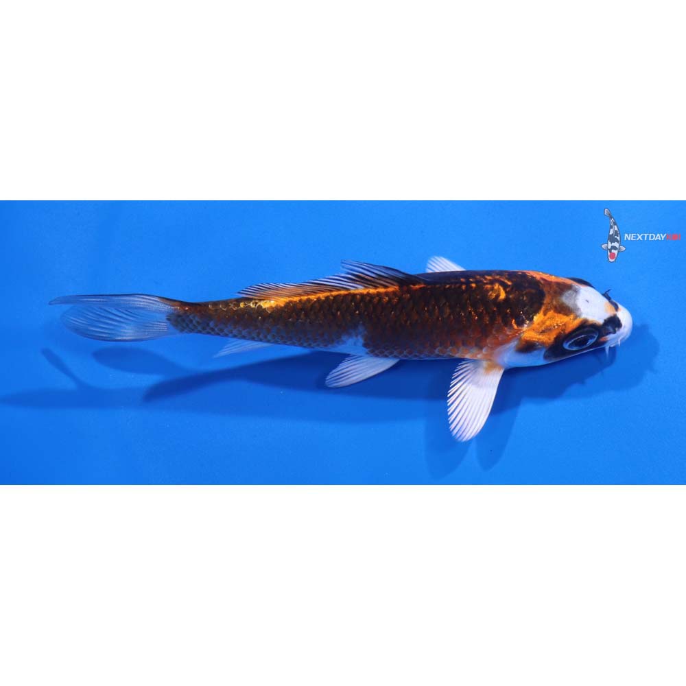 4.5” Imported Kujaku