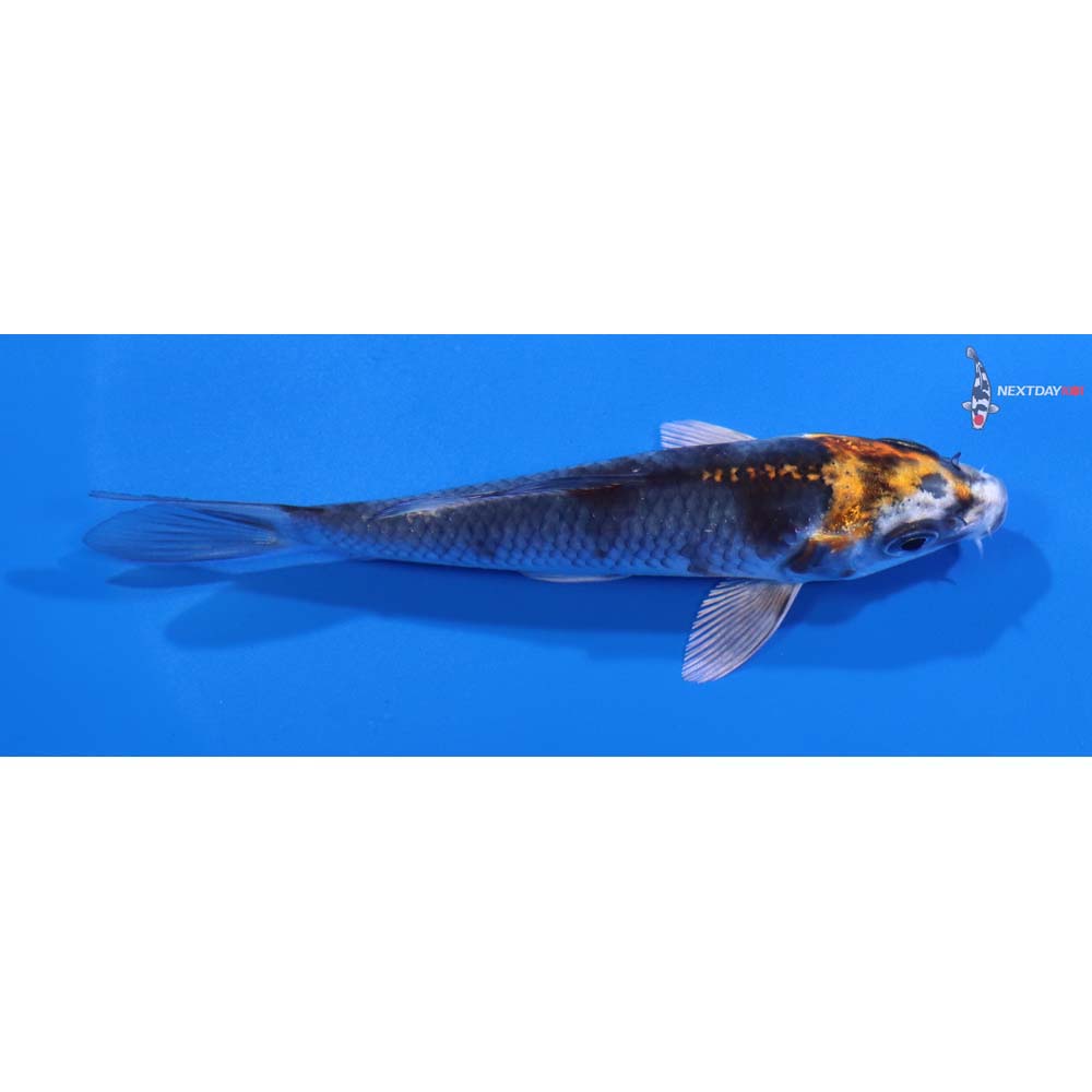 4” Imported Kujaku