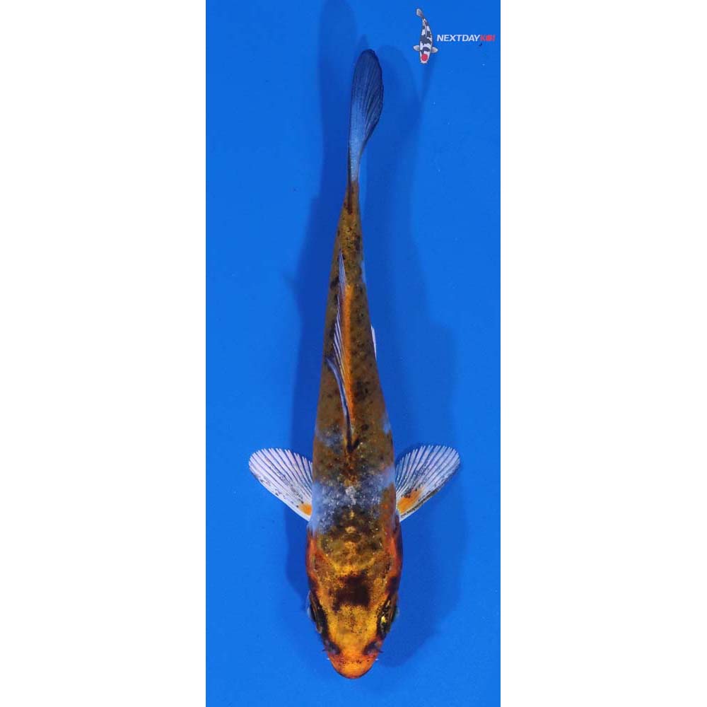 3” Imported Kujaku