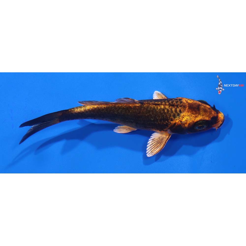 3.5” Imported Orenji Matsuba