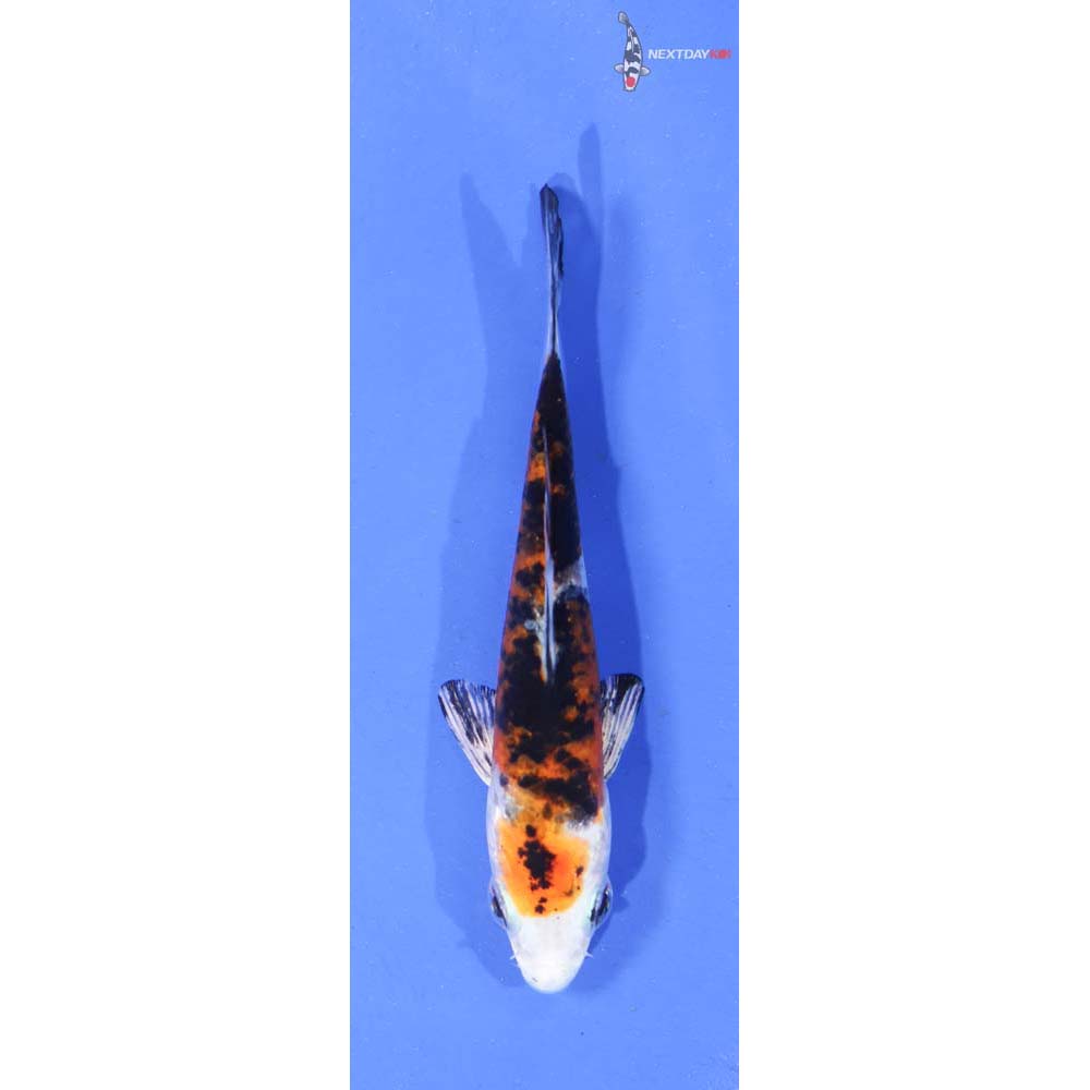3” Imported Yamato Nishiki