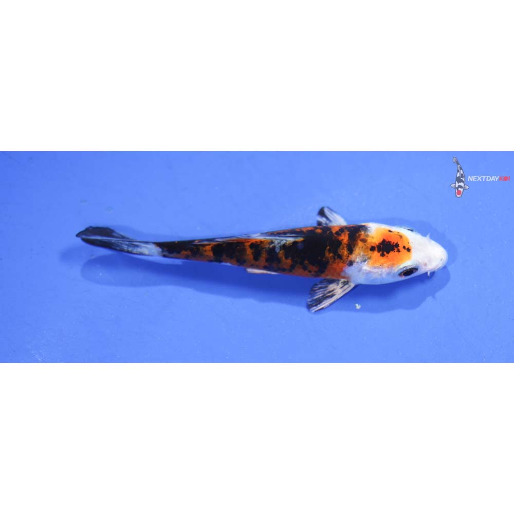 3” Imported Yamato Nishiki