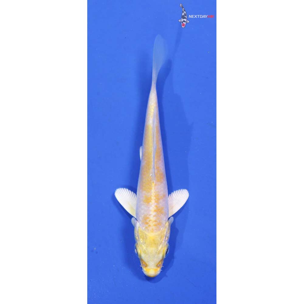 3.5” Imported Lemon Hariwake