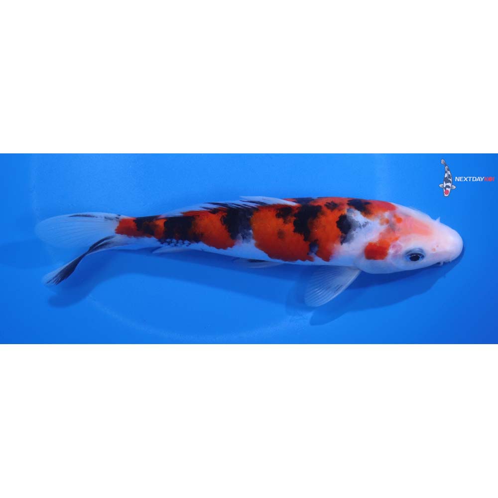 6.5” Imported Sanke