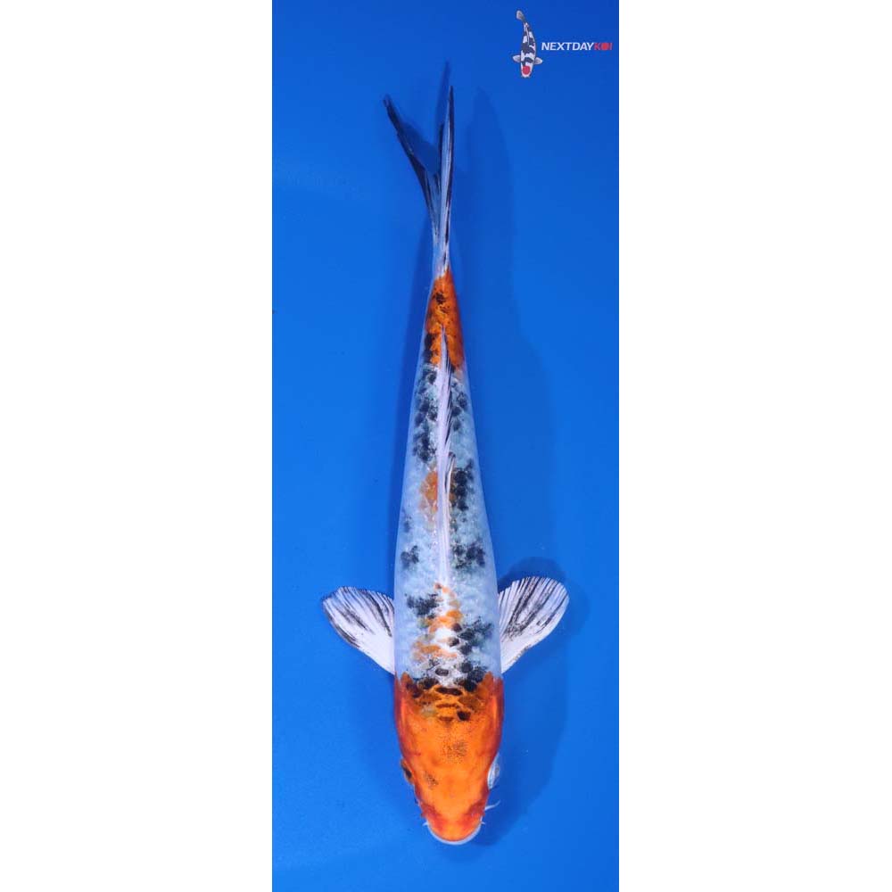 6” Imported Yamato Nishiki