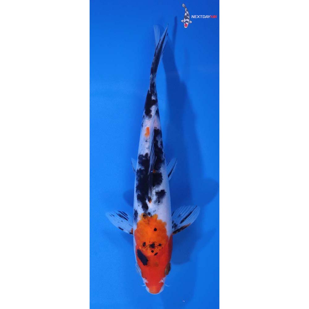7” Imported Sanke