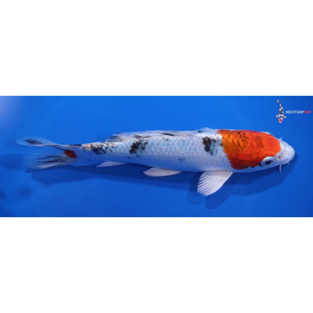 7” Imported Yamato Nishiki