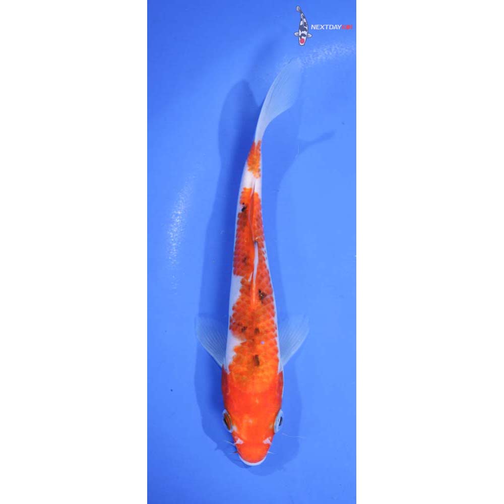 7” Imported Sanke