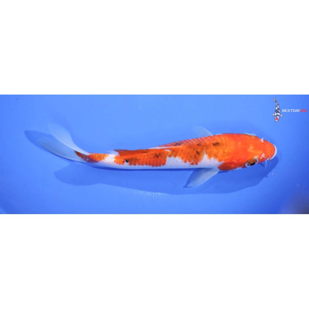 7” Imported Sanke