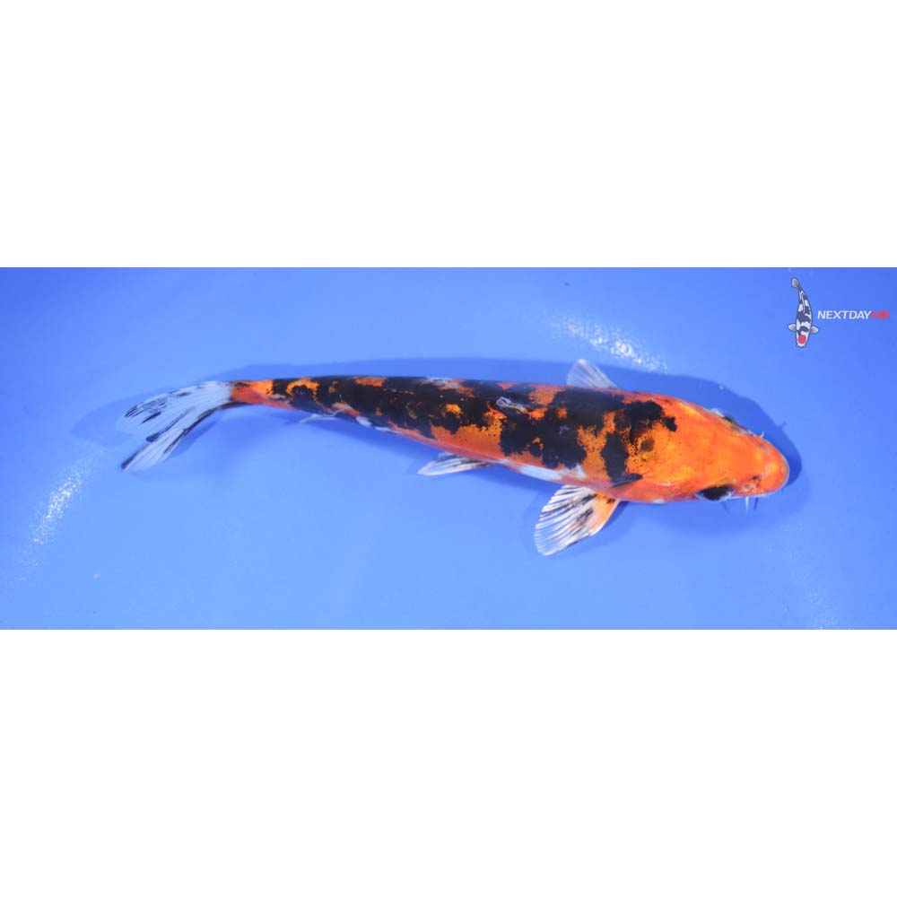 7” Imported Heisei Nishiki