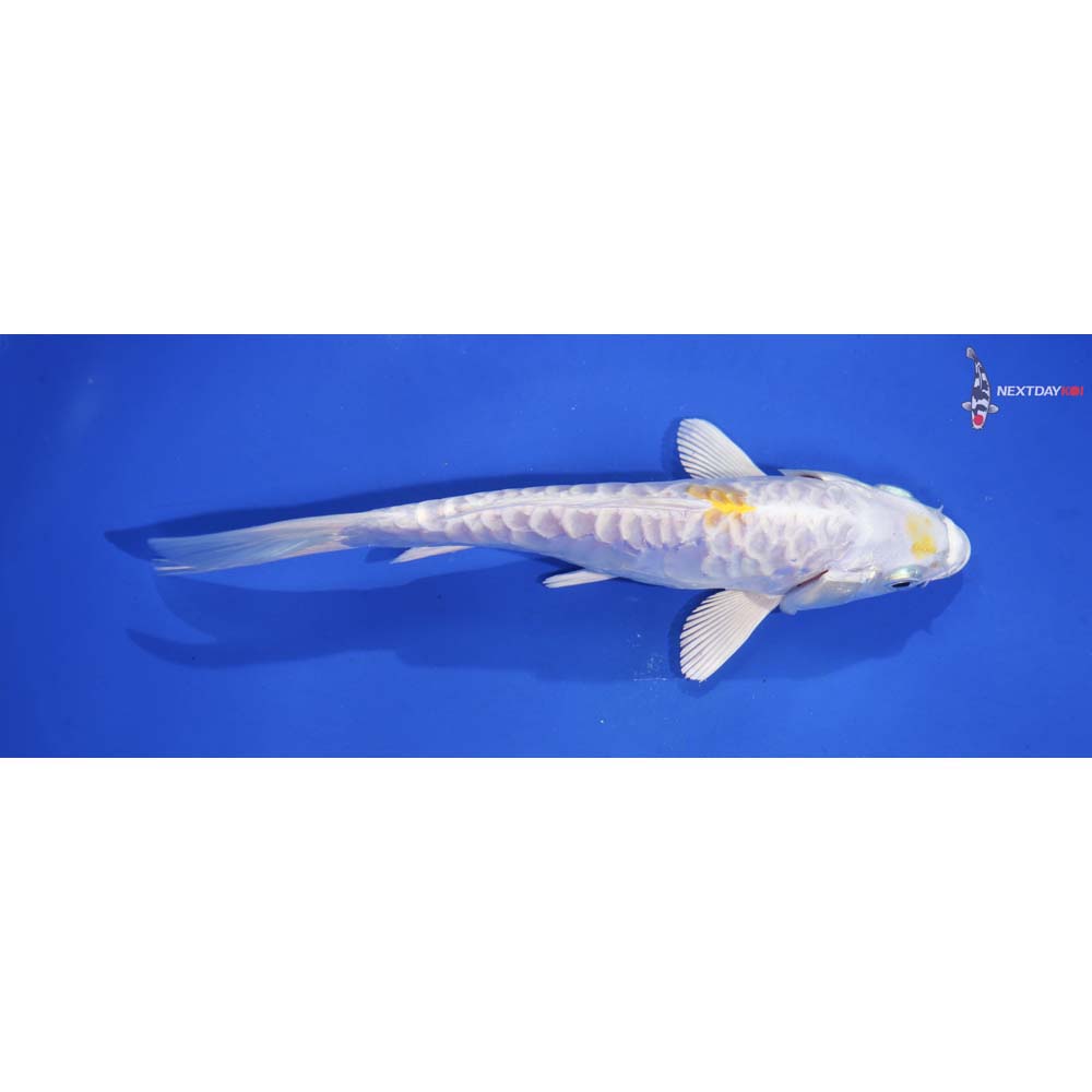 7” Imported Doitsu Lemon Hariwake