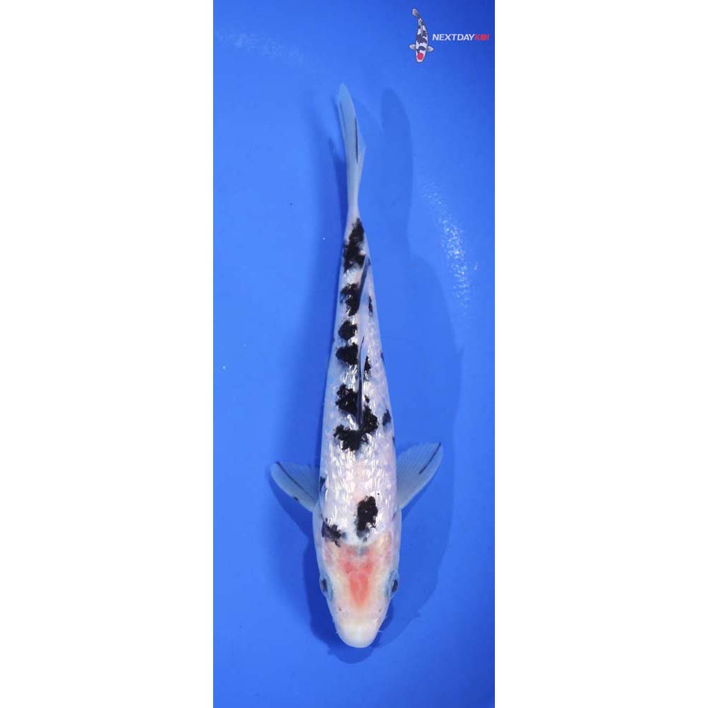 7” Imported Gin Rin Shiro Bekko