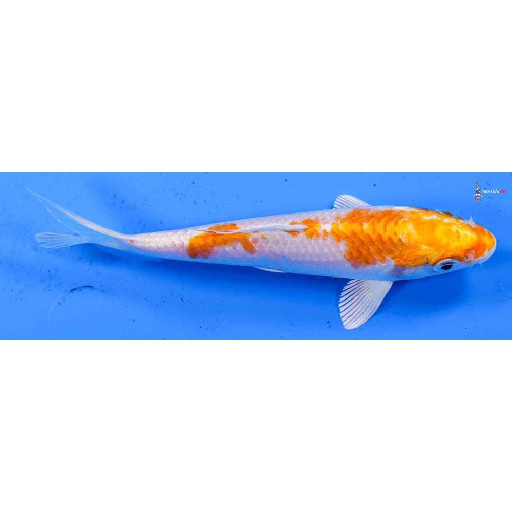 6” Imported Hariwake