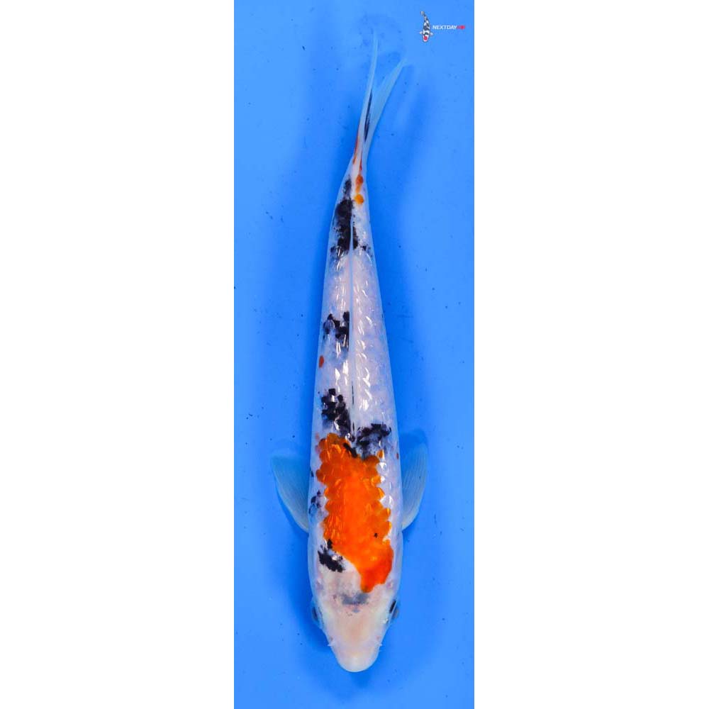 7” Imported Gin Rin Sanke