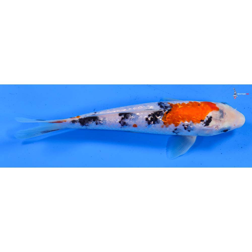 7” Imported Gin Rin Sanke