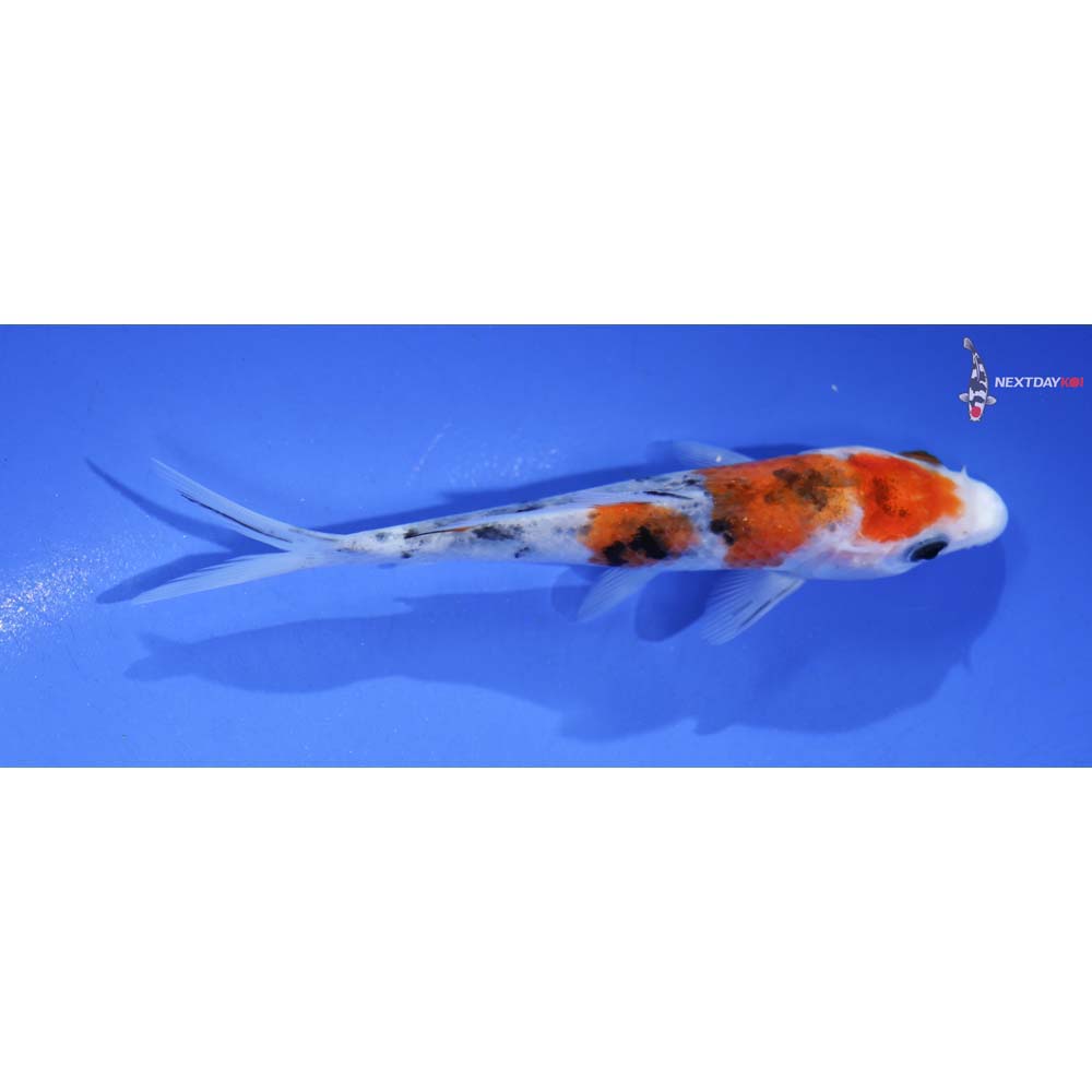 5” Imported Goshiki