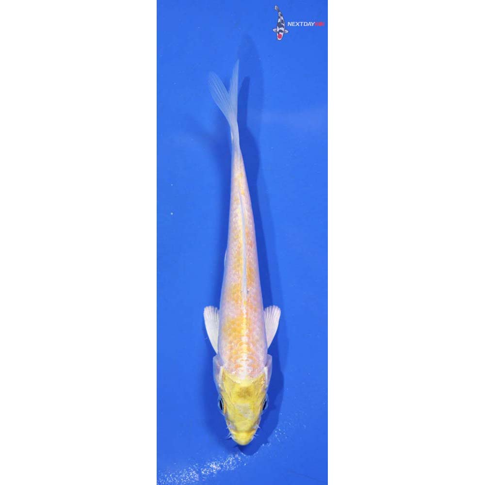 5” Imported Lemon Hariwake