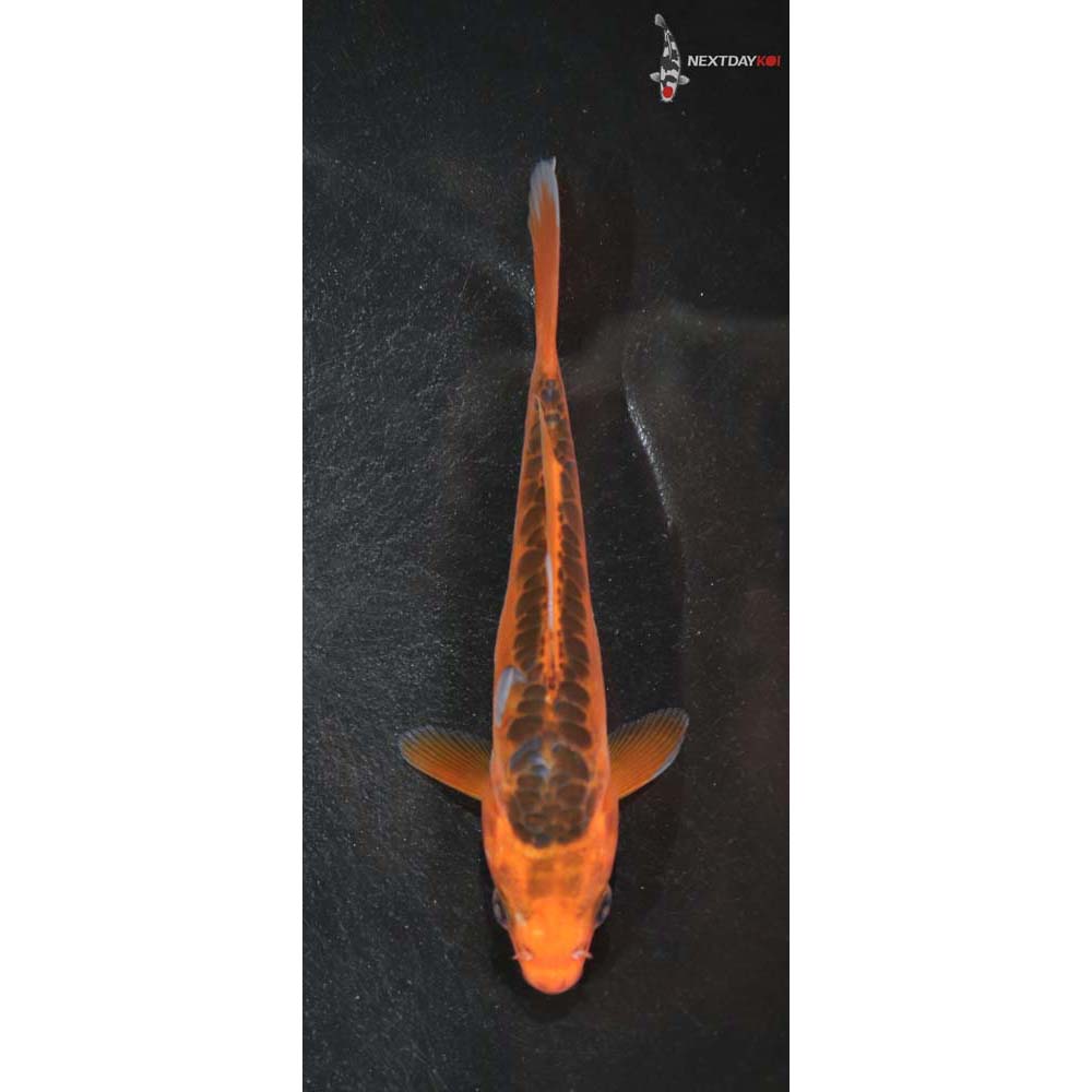 5” Imported Shusui