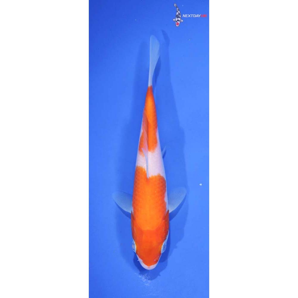 5.5” Imported Kohaku