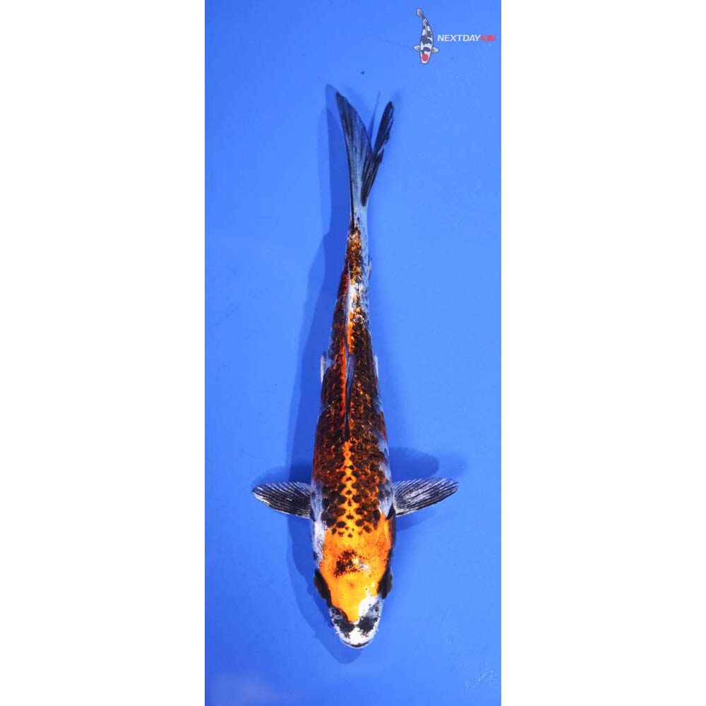 5.5” Imported Kujaku