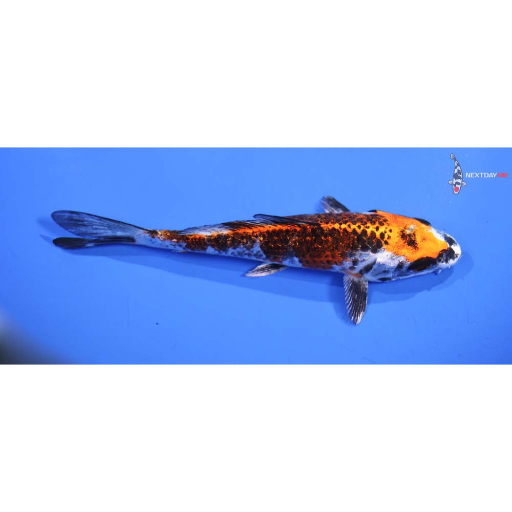 5.5” Imported Kujaku