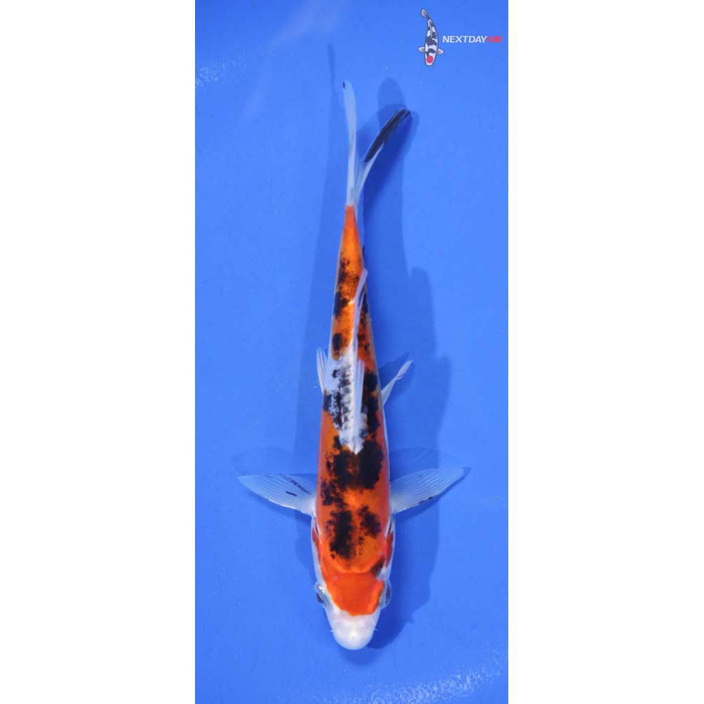 6” Imported Heisei Nishiki