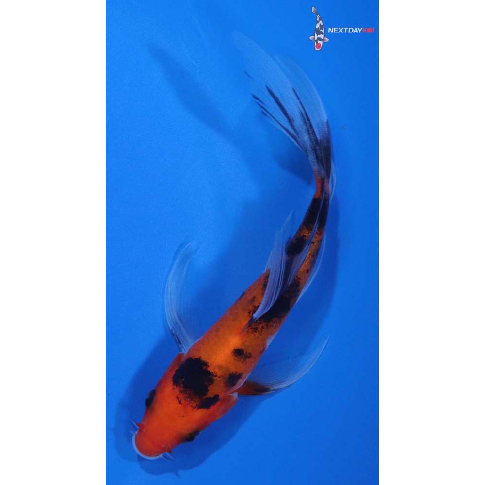 5” Imported Sanke Butterfly Koi