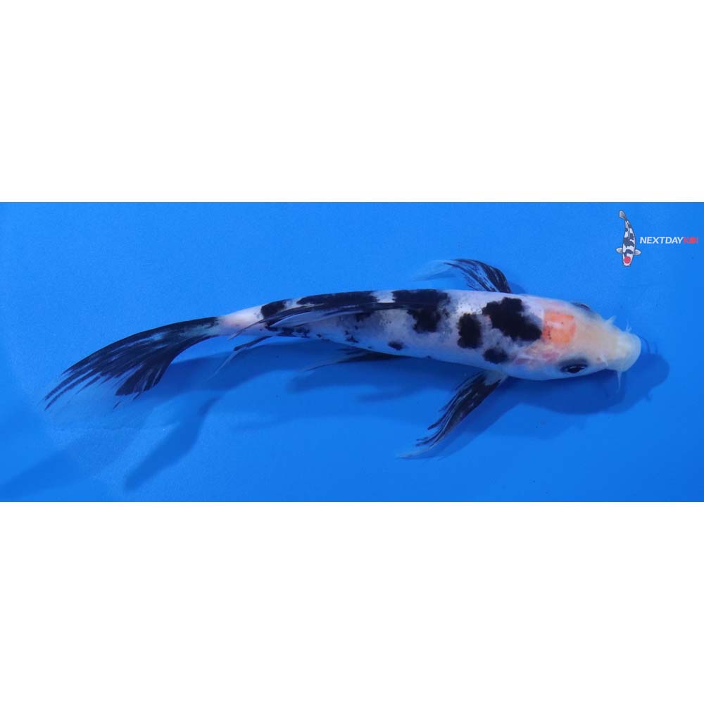 5” Imported Shiro Bekko Butterfly Koi