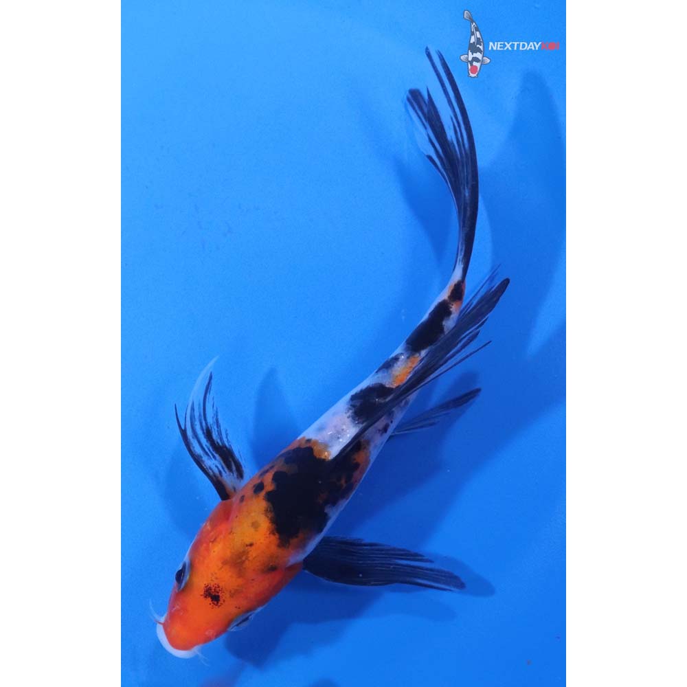 5.5” Imported Sanke Butterfly Koi