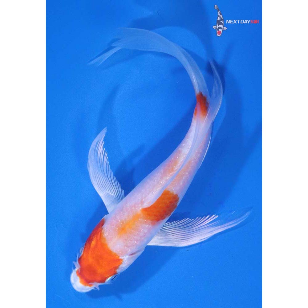 5.5” Imported Hariwake Butterfly Koi