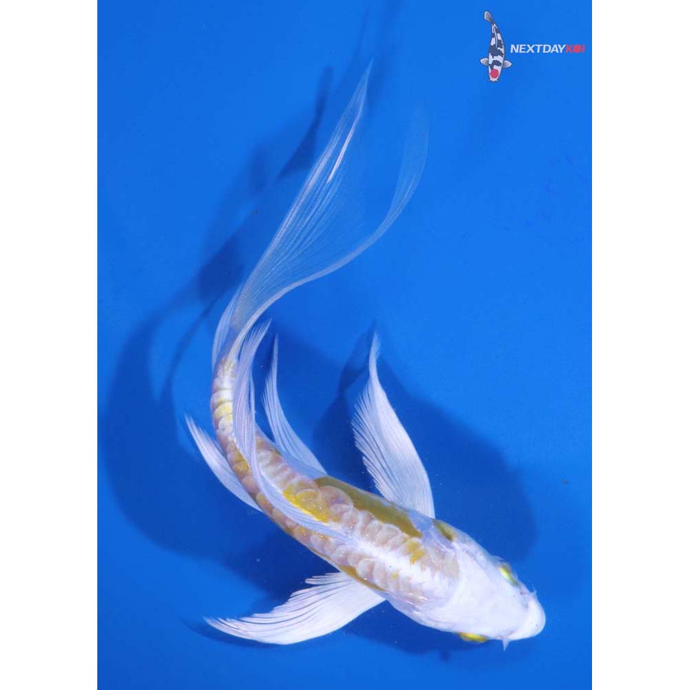 5.5” Imported Doitsu Lemon Hariwake Butterfly Koi