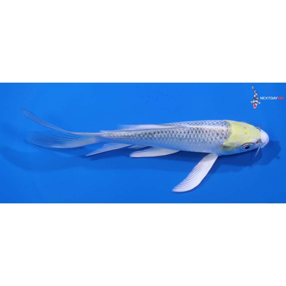 6” Imported Kujaku Butterfly Koi