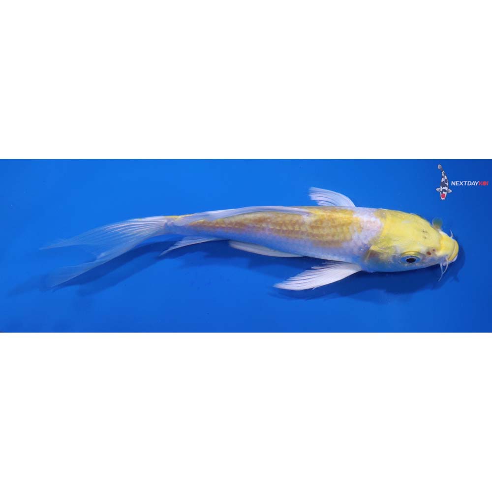 6” Imported Lemon Hariwake Butterfly Koi