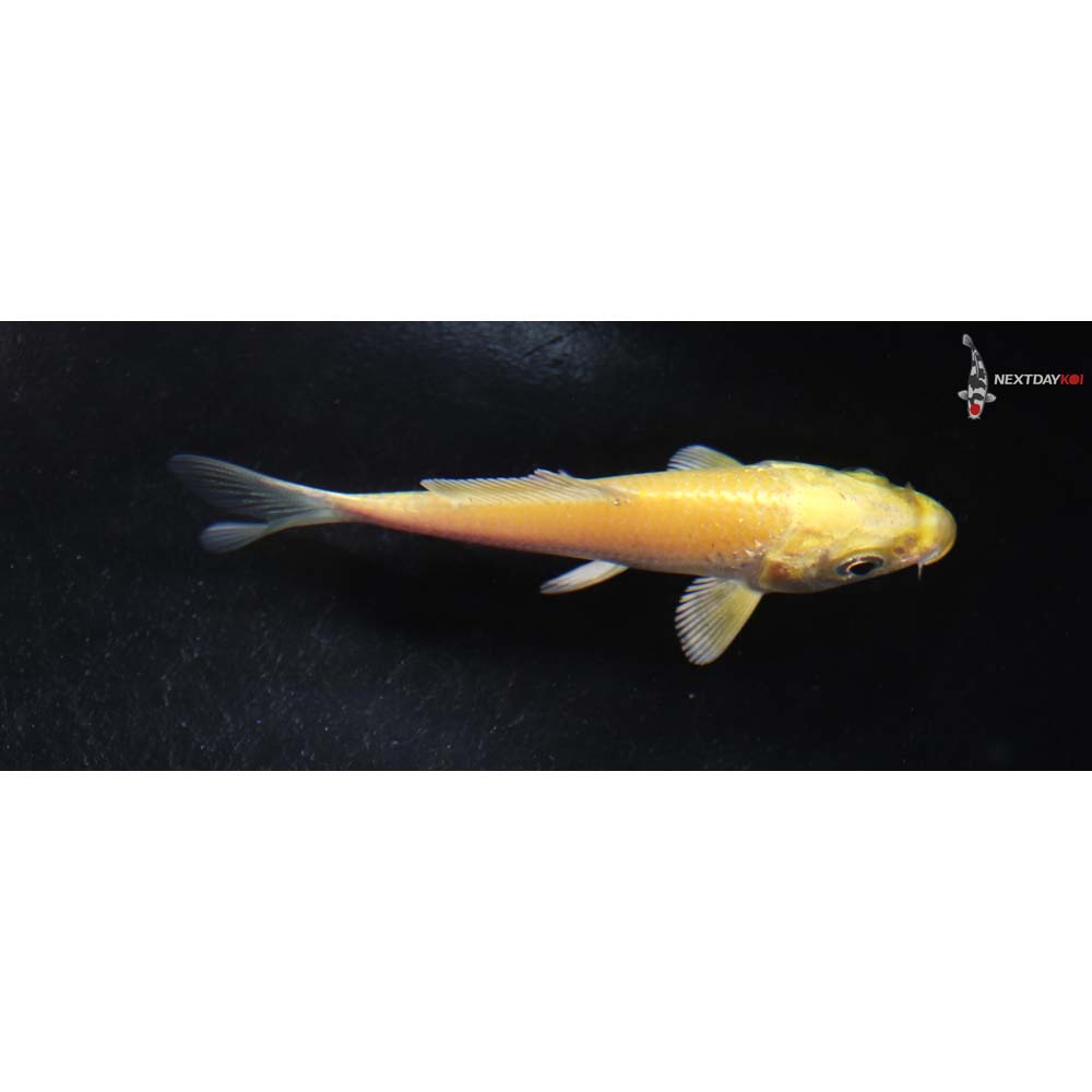 3” Imported Yamabuki Ogon