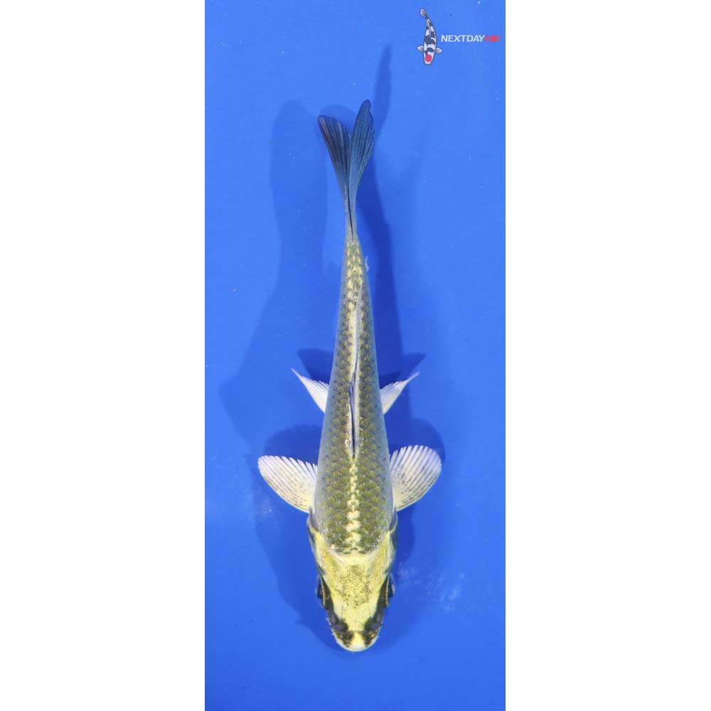 3.5” Imported Kujaku
