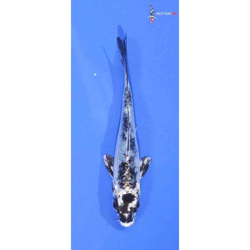 3.5” Imported Matsukawabakke
