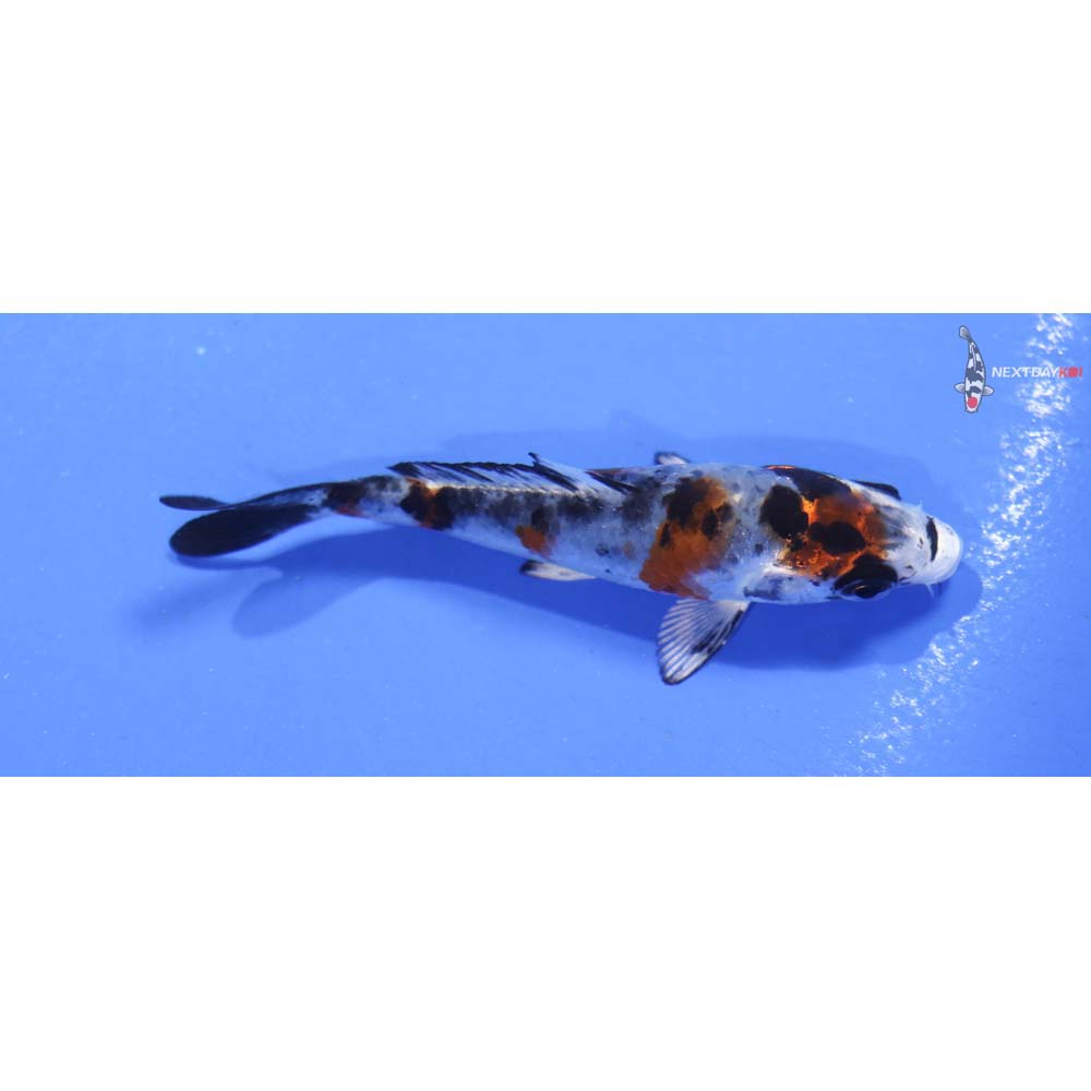 3” Imported Goshiki