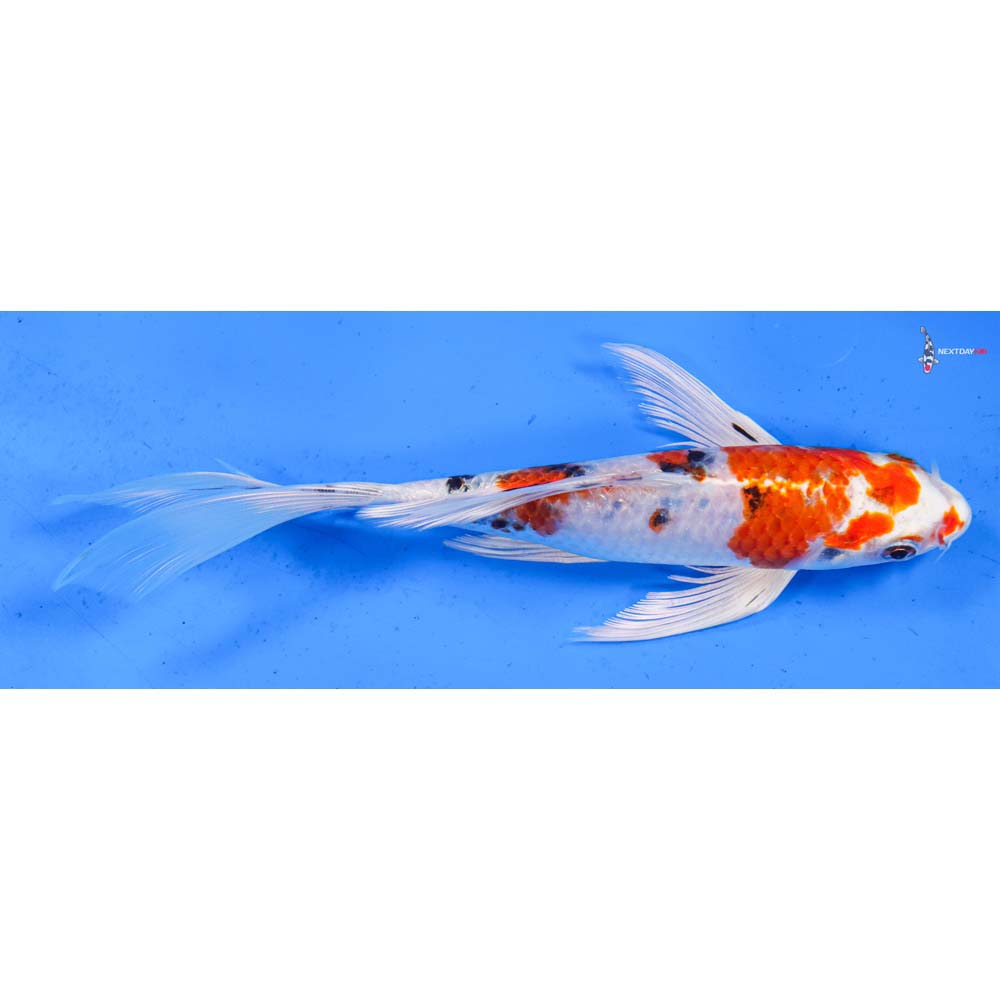8” Imported Yamato Nishiki Butterfly Koi