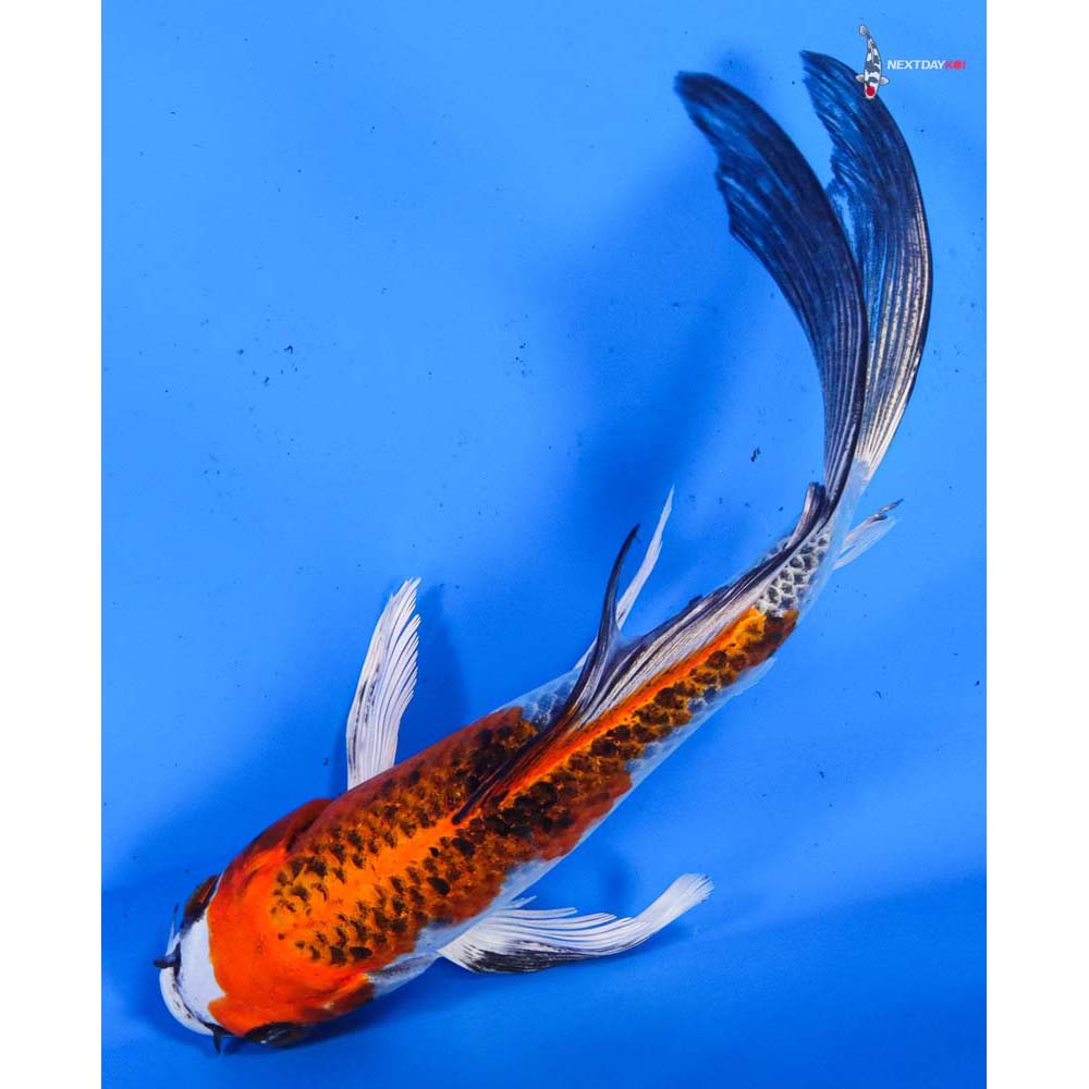 8” Imported Kujaku Butterfly Koi