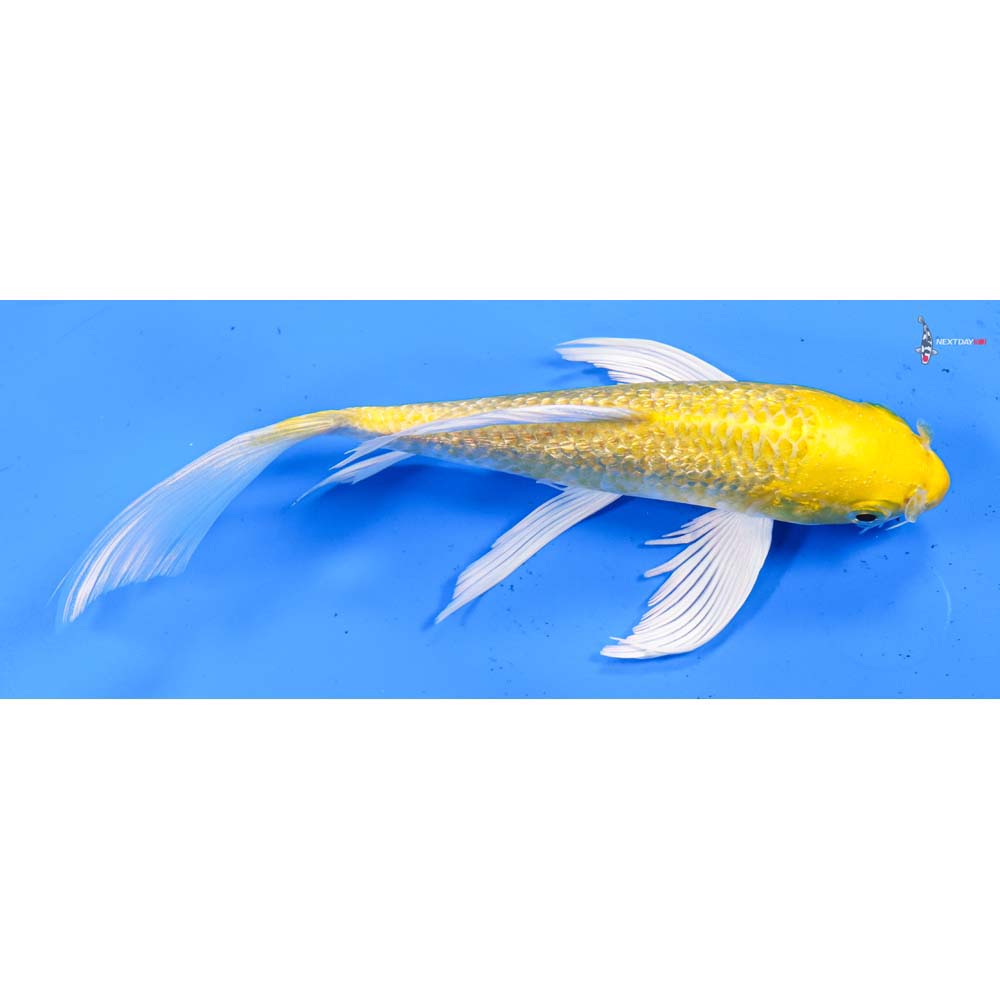 7.5” Imported Gin Rin Yamabuki Ogon Butterfly Koi
