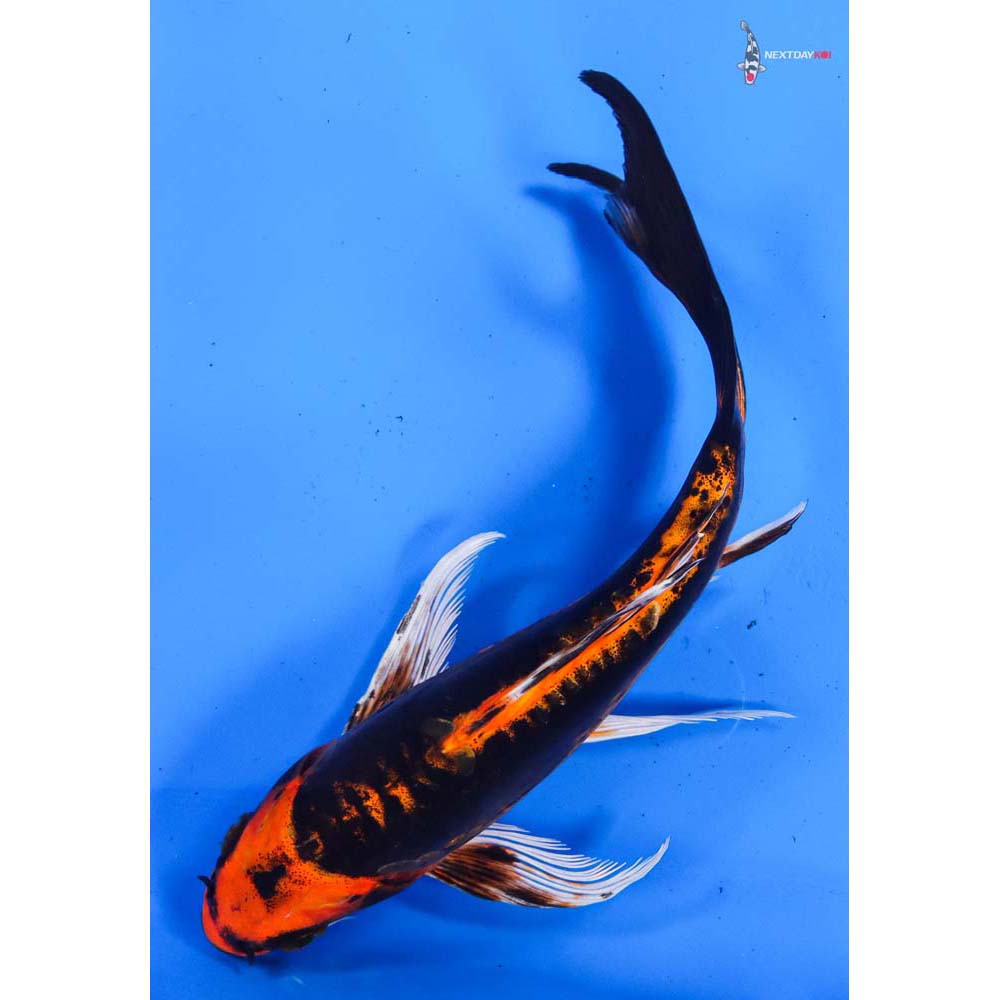 8” Imported Kin Kikokuryu Butterfly Koi