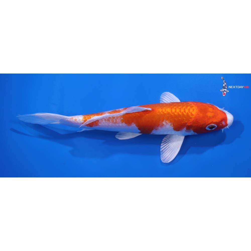 7” Imported Hariwake