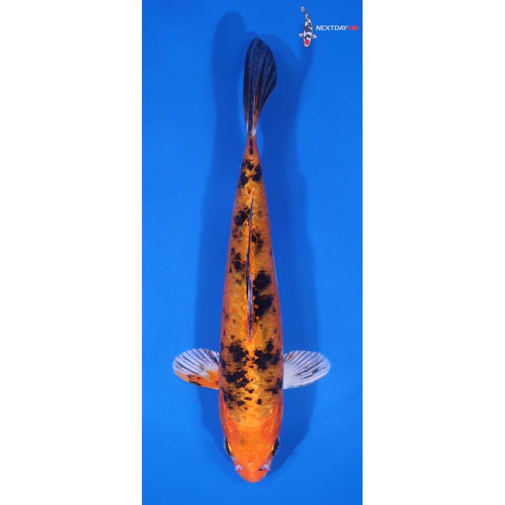 7” Imported Yamato Nishiki